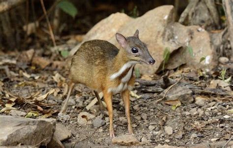 LIST: 7 Animals that Can Only Be Found in the Philippines.